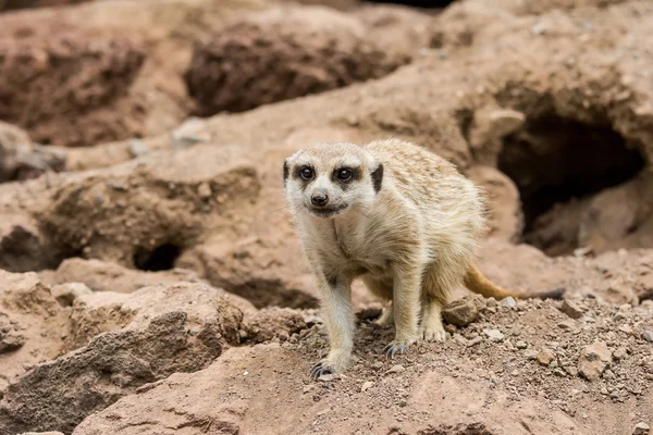 Stående Surikat, suricate utomhus stående — Stockfoto