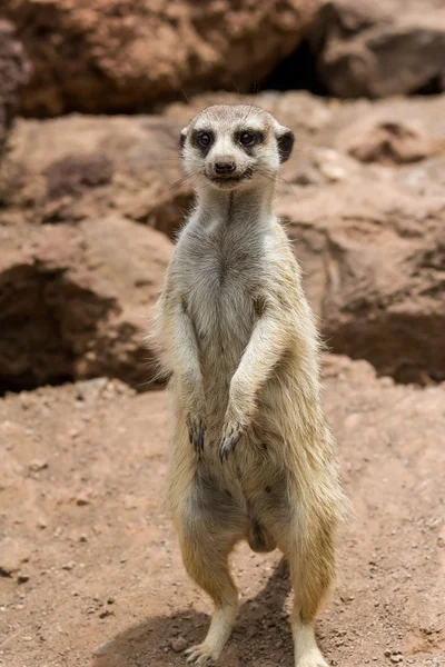 세로 meerkat, suricate 야외 서 — 스톡 사진