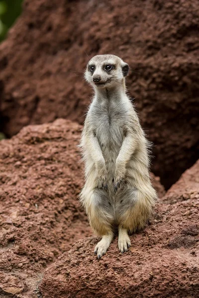 Portrait meerkat, suricate outdoor standing — Stock Photo, Image