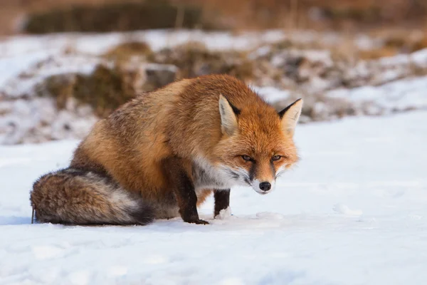 Stående rödräv i snön — Stockfoto