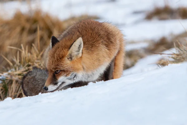 雪の中で赤狐の肖像画 — ストック写真