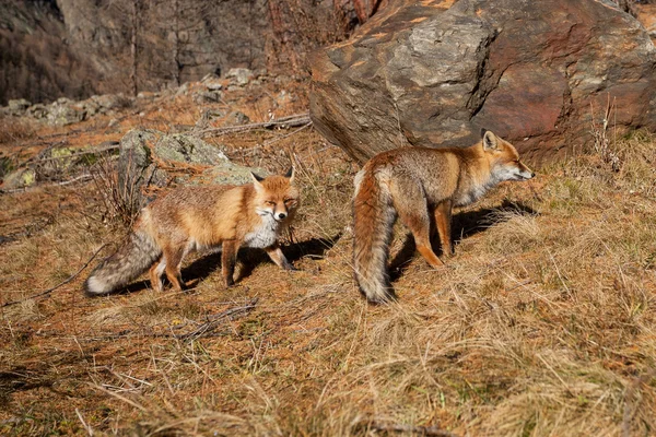 Portret Red fox w śniegu — Zdjęcie stockowe