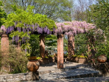 wisteria ile Pergola