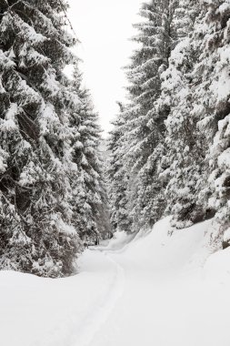 Karla kaplı ağaçlarla kaplı kış manzarası