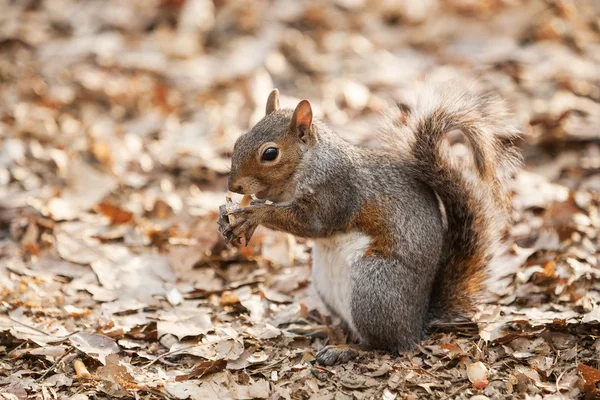 Esquilo cinzento comendo noz — Fotografia de Stock