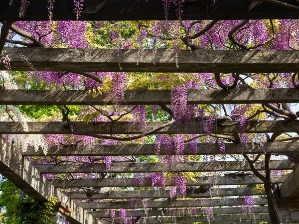 Pergola mit Glyzinien — Stockfoto