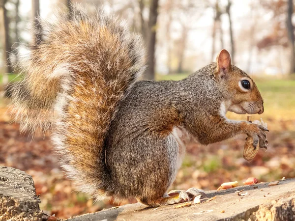 Grauhörnchen frisst Nuss — Stockfoto