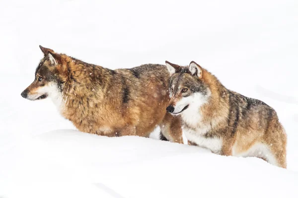 Portret grijze wolf in de sneeuw — Stockfoto