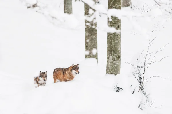 Retrato lobo cinzento na neve — Fotografia de Stock