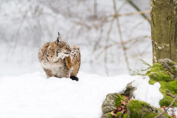 Lynx i sneen - Stock-foto