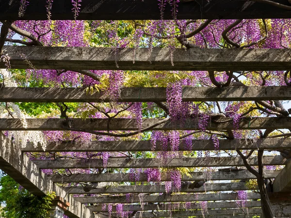 Pergola com wisteria Imagens Royalty-Free