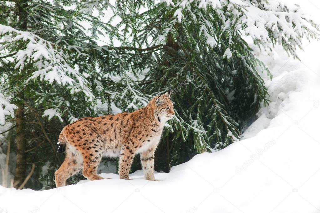 lynx in the snow