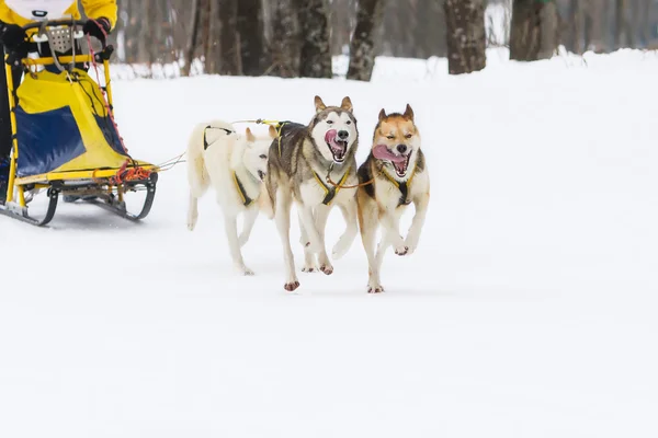 Sled dog race op sneeuw in de winter — Stockfoto