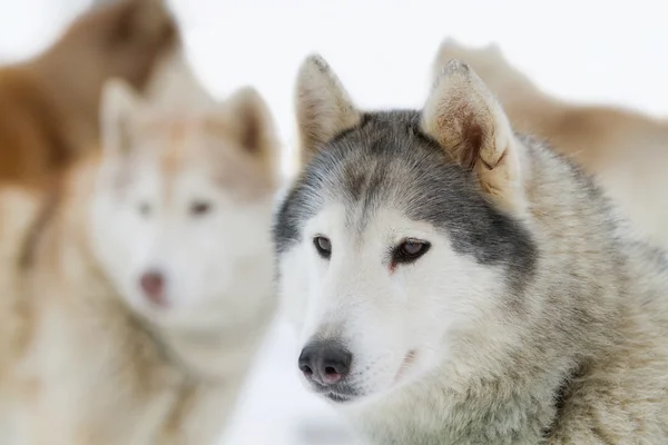 Portret jonge Siberische Husky op sneeuw — Stockfoto