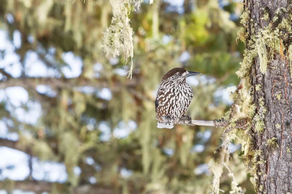 Nutcracker (Nucifraga caryocatactes) bird — Stock Photo, Image