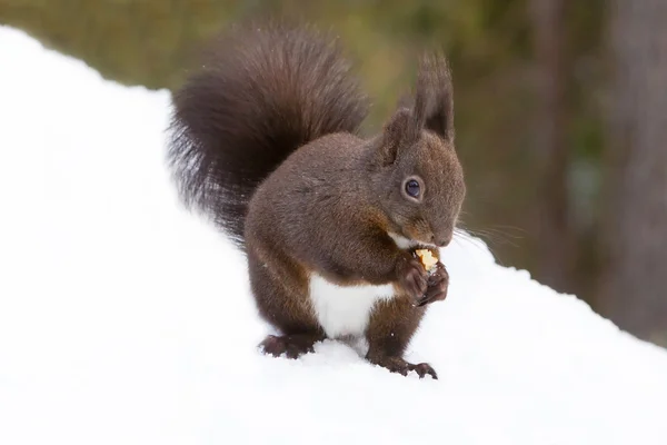 红松鼠在雪地上 — 图库照片