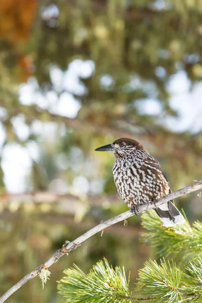 Nussknacker (nucifraga caryocatactes) Vogel — Stockfoto