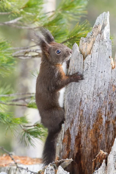 Red squirrel on the snow — Stock Photo, Image