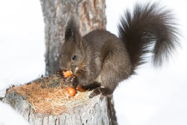 Rotes Eichhörnchen auf dem Schnee — Stockfoto