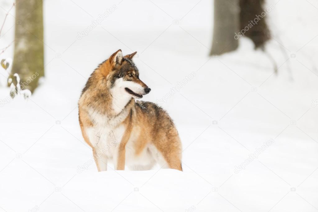 portrait grey wolf (Canis lupus lupus) snow