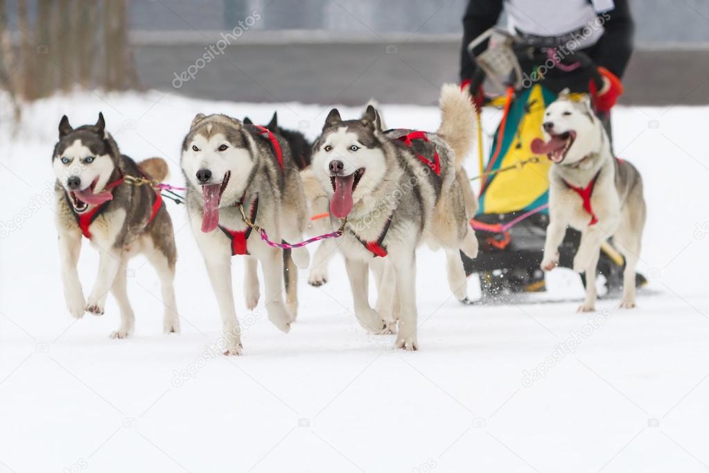sled dog race on snow in winter