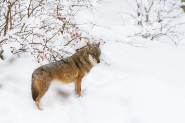 dikey gri kurt karda