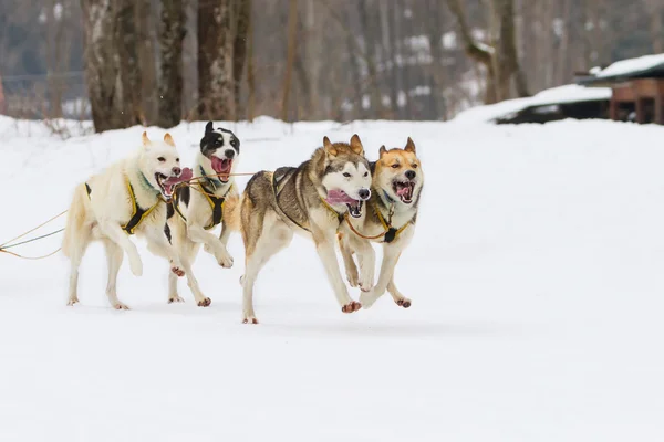 Schlittenhunderennen auf Schnee im Winter — Stockfoto