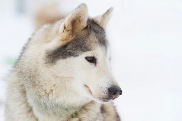 Portret jonge Siberische Husky op sneeuw — Stockfoto