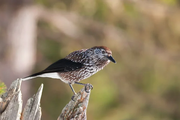 Nutcracker (Nucifraga caryocatactes) bird — Stock Photo, Image