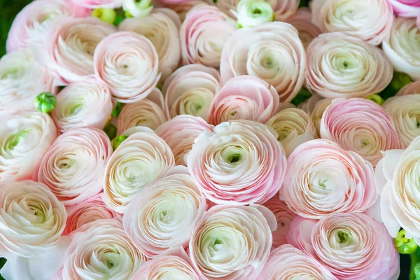 Rosa Ranunculus (tazas de mantequilla persas ), —  Fotos de Stock