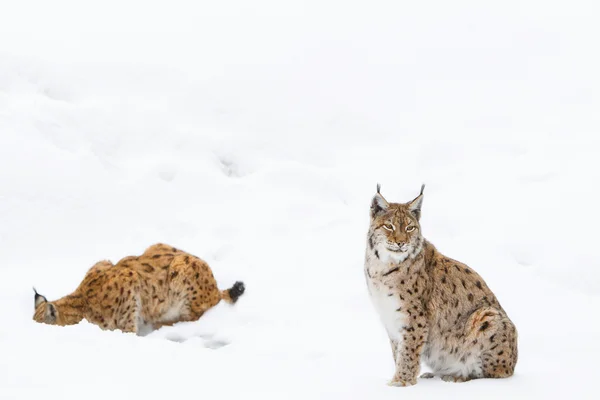 雪地里的山猫 — 图库照片