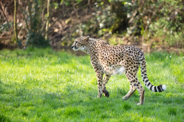 Stående cheetah (Acinonyx jubatus) — Stockfoto