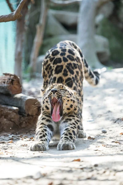 Amuri leopárd — Stock Fotó