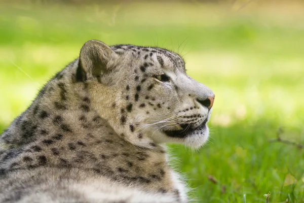 Leopardo de la nieve, Uncia uncia — Foto de Stock