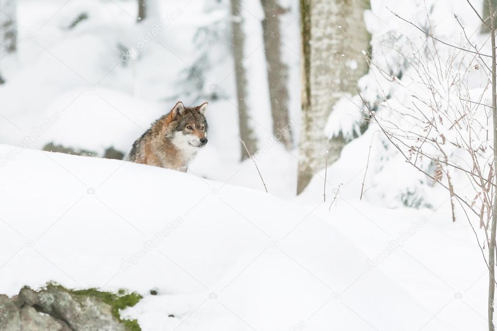 portrait grey wolf in the snow