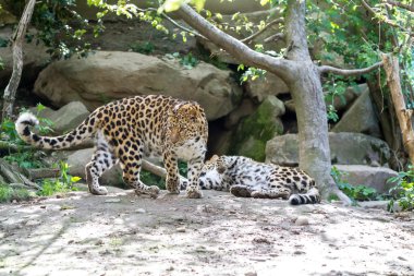 Amur leoparı