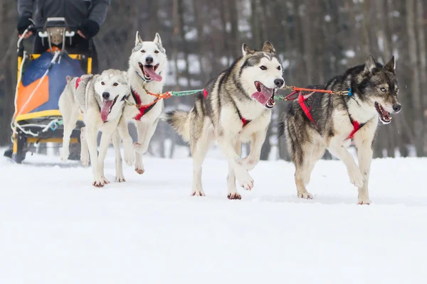 Sled dog race op sneeuw in de winter — Stockfoto