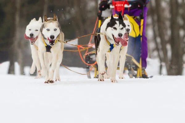 Course de chiens de traîneau sur neige en hiver — Photo