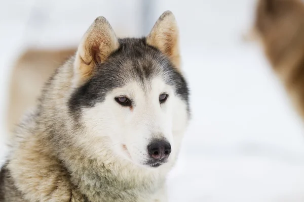 Retrato Joven siberiano Husky en la nieve — Foto de Stock