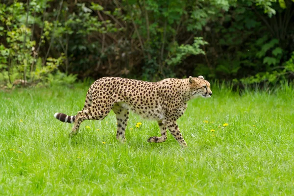 Stående cheetah (Acinonyx jubatus) — Stockfoto