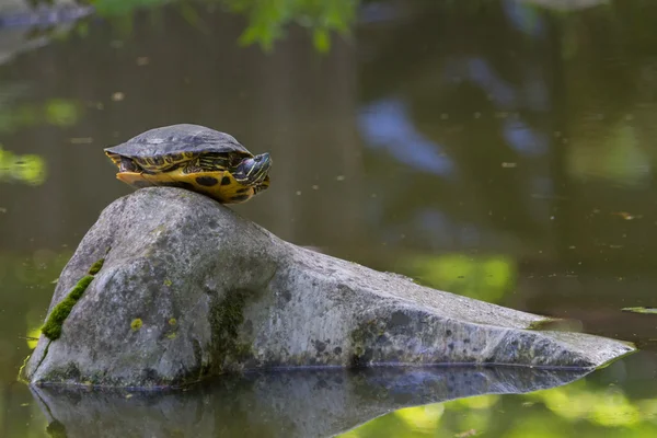 Czerwony żółw żółwie — Zdjęcie stockowe