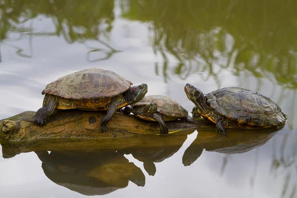 Tortues coulissantes à oreilles rouges — Photo