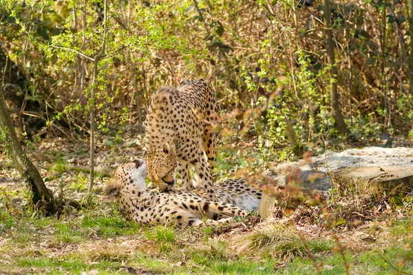 Porträt-Gepard (acinonyx jubatus)) — Stockfoto