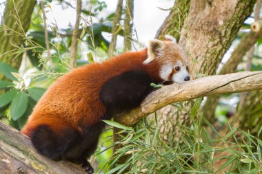 Kızıl bir panda portresi