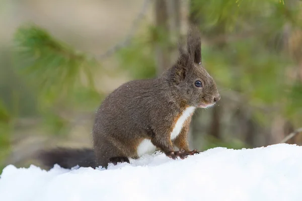 Red squirrel on the snow — Stock Photo, Image