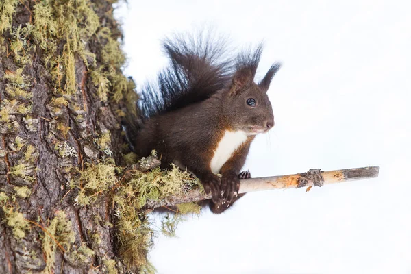 Red squirrel on the snow — Stock Photo, Image