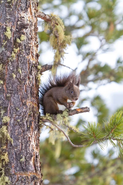 Rotes Eichhörnchen auf dem Schnee — Stockfoto