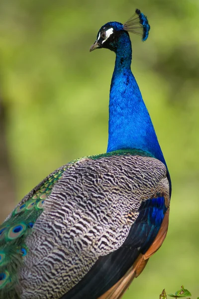 Retrato de pavão macho — Fotografia de Stock