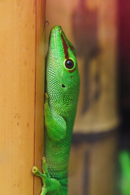 Madagaskar dev gün gecko