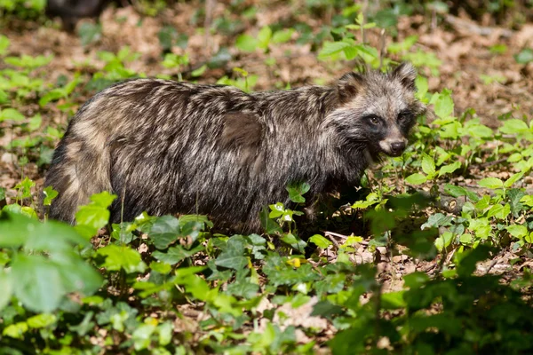 Perro mapache en la hierba , — Foto de Stock